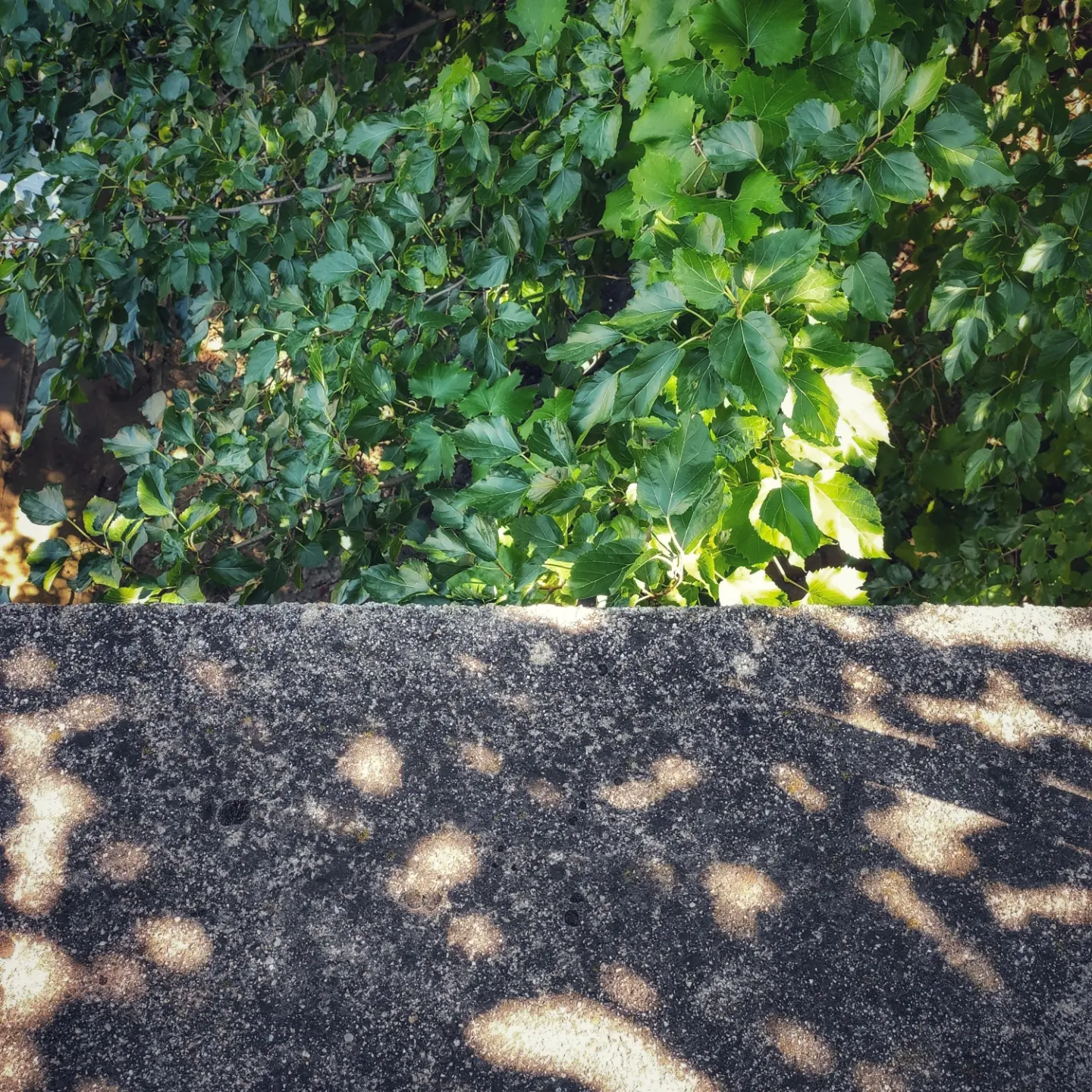 Crtica, topla kao ploča